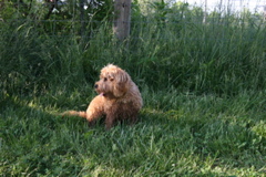Picture of Australian Labradoodle