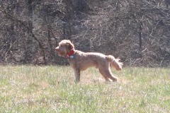 Early spring walk at Heartsong<br>
 