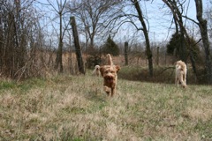 Early spring walk at Heartsong<br>
 