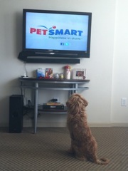 Romeo taking a break from training and catching up on TV<br>
 