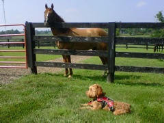 Romeo and his new buddy.<br>
 