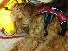 Romeo in training.<br>
 
