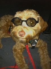 Romeo at the Harry Potter Premiere<br>
 