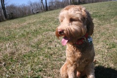 Early spring walk at Heartsong<br>
 