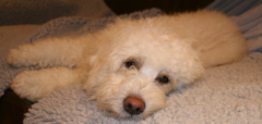 Picture of Australian Labradoodle