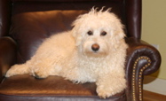 Picture of Australian Labradoodle