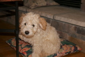 Picture of Australian Labradoodle