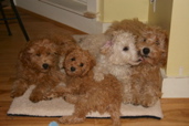 Picture of Australian Labradoodle
