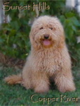 Picture of Australian Labradoodle