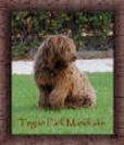 Picture of Australian Labradoodle