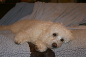 Picture of Australian Labradoodle