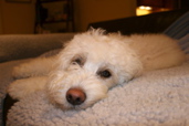 Picture of Australian Labradoodle