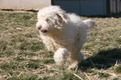 Picture of Australian Labradoodle