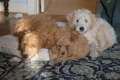 Picture of Australian Labradoodle