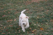 Picture of Australian Labradoodle