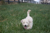 Picture of Australian Labradoodle