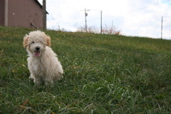 Picture of Australian Labradoodle