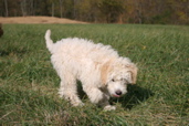 Picture of Australian Labradoodle
