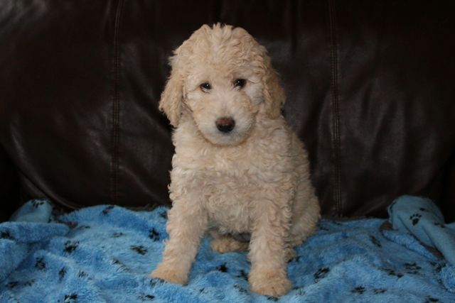 Picture of Australian Labradoodle