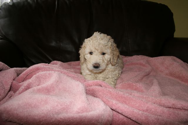 Picture of Australian Labradoodle