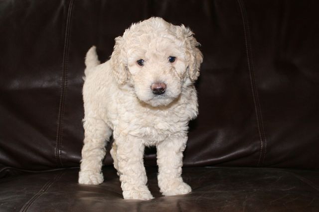 Picture of Australian Labradoodle