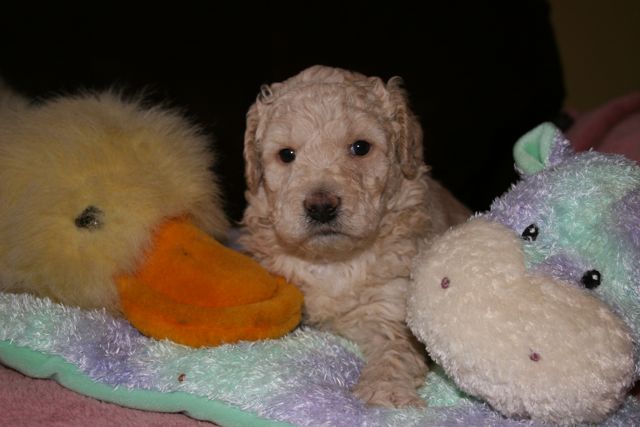 Picture of Australian Labradoodle