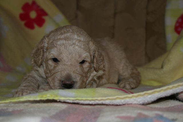 Picture of Australian Labradoodle