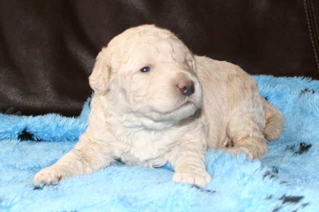 Picture of Australian Labradoodle