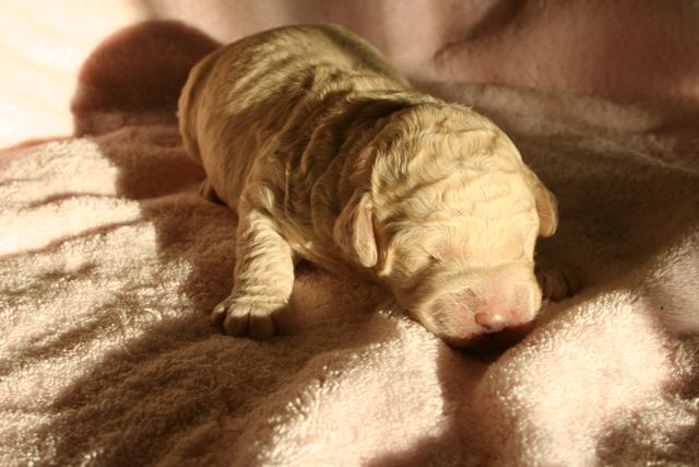Picture of Australian Labradoodle