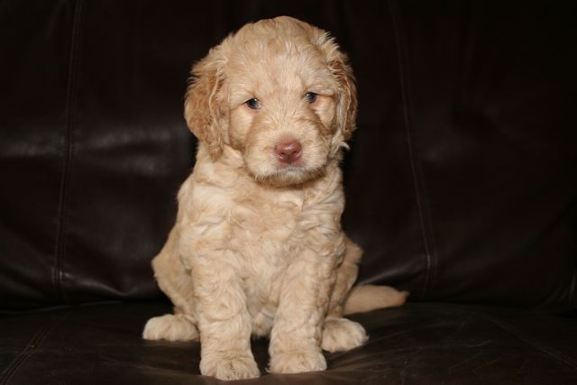 Picture of Australian Labradoodle