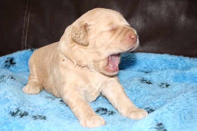 Picture of Australian Labradoodle