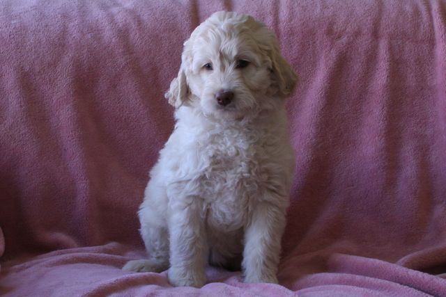 Picture of Australian Labradoodle