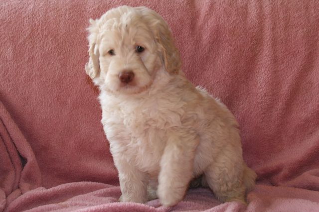 Picture of Australian Labradoodle