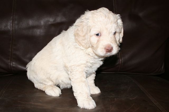 Picture of Australian Labradoodle