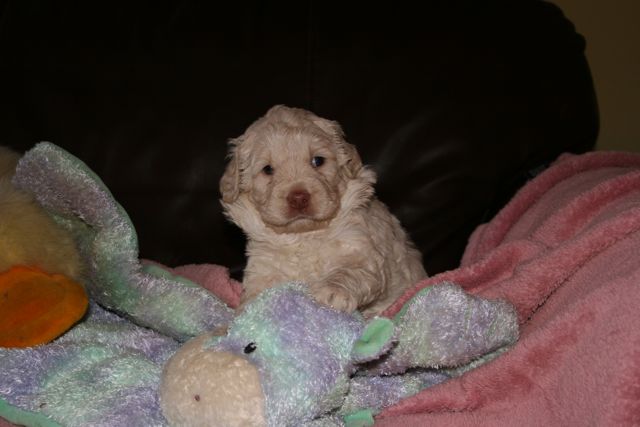 Picture of Australian Labradoodle