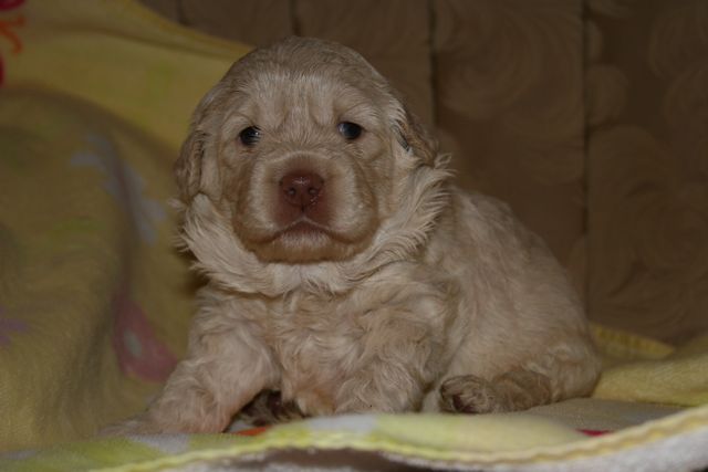 Picture of Australian Labradoodle