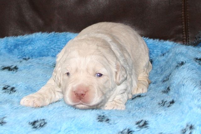 Picture of Australian Labradoodle