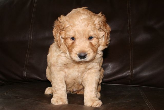 Picture of Australian Labradoodle
