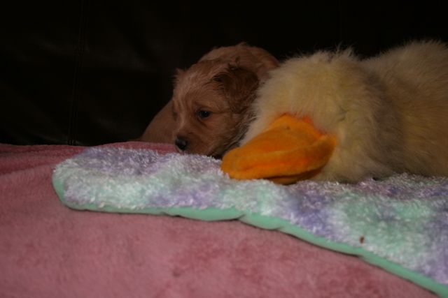 Picture of Australian Labradoodle