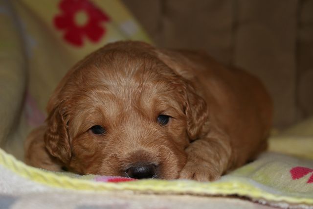 Picture of Australian Labradoodle