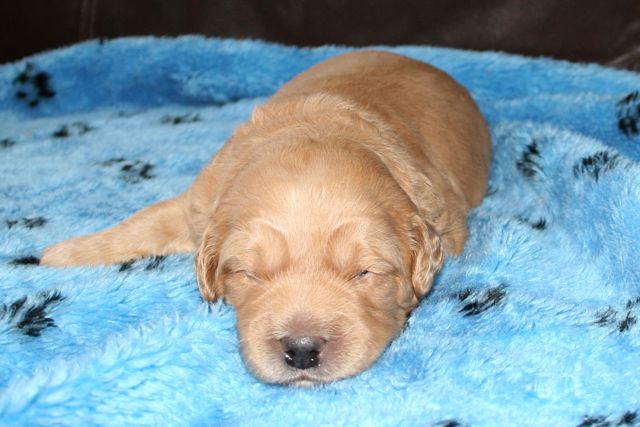Picture of Australian Labradoodle