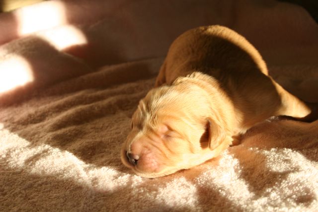 Picture of Australian Labradoodle