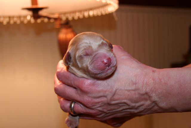 Picture of Red Boy, day 1, 14.7oz