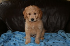 Picture of Australian Labradoodle