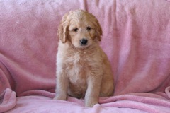 Picture of Australian Labradoodle