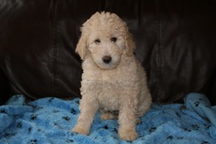 Picture of Australian Labradoodle