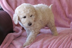 Picture of Australian Labradoodle
