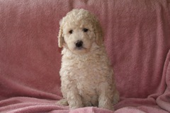 Picture of Australian Labradoodle