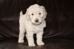 Picture of Australian Labradoodle
