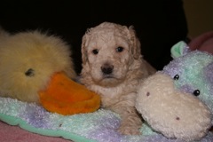 Picture of Australian Labradoodle